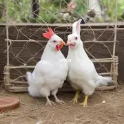 鸡与兔子能否结婚？
