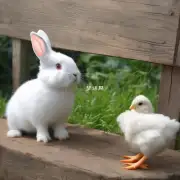 你觉得兔子和鸡在风水学上的关系是怎样的？