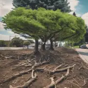 我们应该如何考虑这些概念来决定是否应该砍伐特定的时间段内的树木？