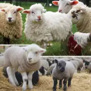 羊肉和绵羊毛是同一种动物吗？