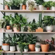 你想在你的家里放一些植物吗？如果是的话你会考虑使用哪些种类的植物来增加绿色氛围呢？