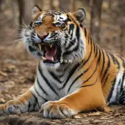 中国是世界上拥有最多老虎的国家吗？为什么？