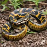 什么是最常见于人类社会中的蛇物种之一蟒蛇及其特征是什么？
