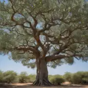 什么是种罗汉树？它是如何种植和养护的呢？