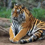 老虎是吉凶物象中的什么动物？