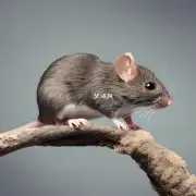 老鼠为什么是居家好选择？