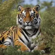 目前全球范围内有多少只野生老虎存在？它们分布在哪些区域或地理位置上？
