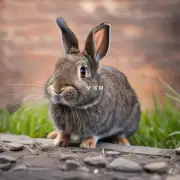 兔子为什么喜欢老鼠？