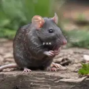 老鼠在动物界中地位如何?