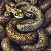 为什么有些人会梦见蛇?