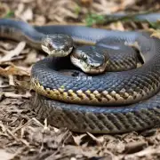 属蛇的人是否会遇到困难导致生活变得拮据?