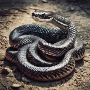 属蛇人的性格特点是什么?