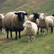 你的家人和朋友中有没有人是1979年属羊的人?