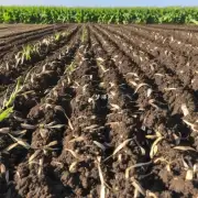 种植玉米需要什么样的土壤条件?