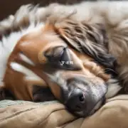 为什么有些狗会在睡觉时磨牙?