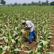 种植玉米对环境的影响是什么?