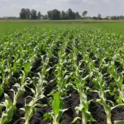 种植玉米后要注意哪些事情才能保证产量?