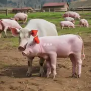 生肖牛和猪的相处方式有何不同?