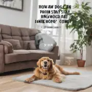 如何让一只狗在家里待得更久呢?