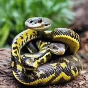 以属蛇的属蛇的婚配如何体现蛇类的繁殖习性?