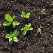 春天的土壤如何影响植物生长?