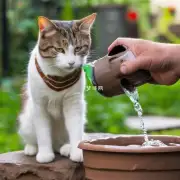 为什么猫喜欢在夏天打水?