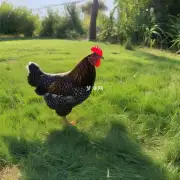 为什么鸡喜欢在夏天吃草?