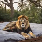 狮子如何才能知道自己要睡觉吗?