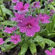 春天的雨水如何影响植物生长?