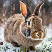 为什么兔子喜欢在冬天吃草?