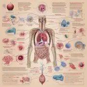 生殖过程涉及哪些器官?