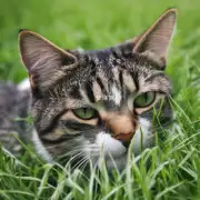 为什么猫喜欢在夏天吃草?