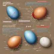 鸡生殖器官如何受精卵?