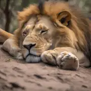 狮子睡觉时会遇到哪些困难?