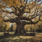 招财树的历史如何?