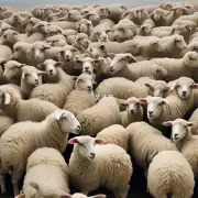 以属羊的人鸡年运势如何影响个人成就和事业发展?