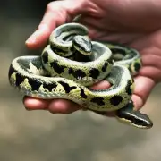 蛇的繁殖方式如何?