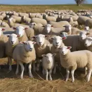 羊的繁殖习性如何?