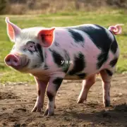猪撒尿对动物的影响是什么?