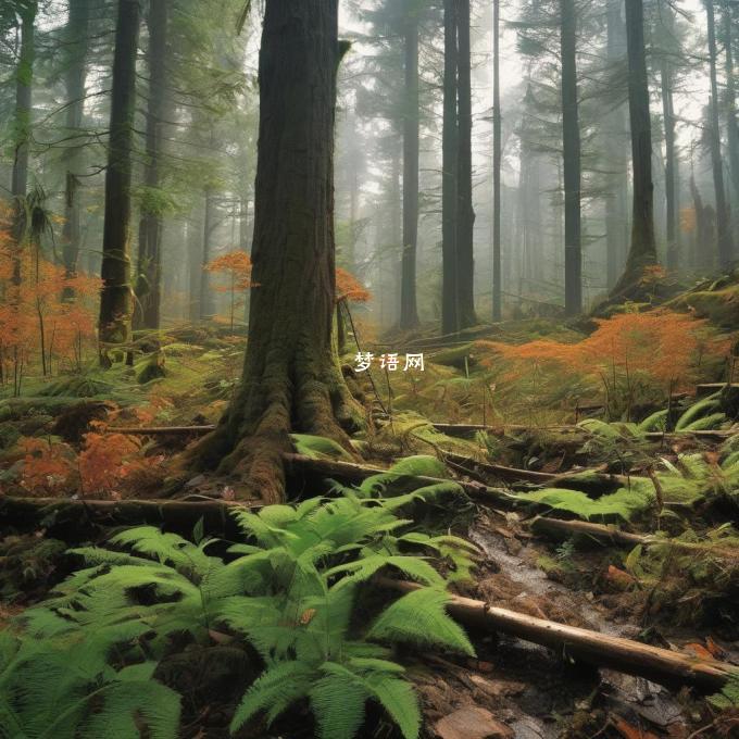 森林如何形成并保持生态平衡吗？