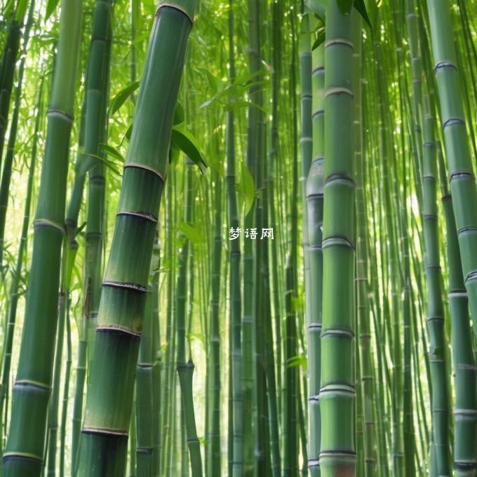 如果富贵竹已经发过芽了还需要多长时间才能长成完整的植物吗？