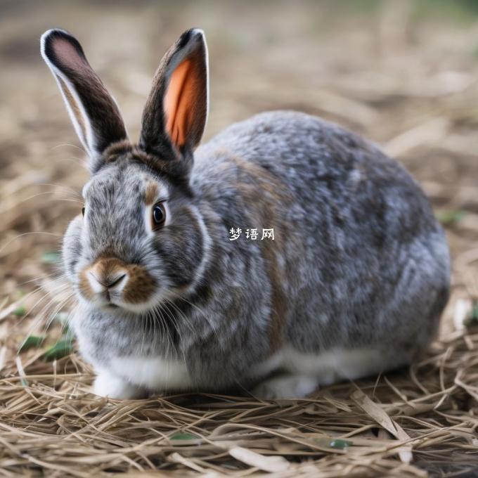 如果一个兔子生病了怎么办？你需要采取哪种措施去帮助它恢复健康状态？