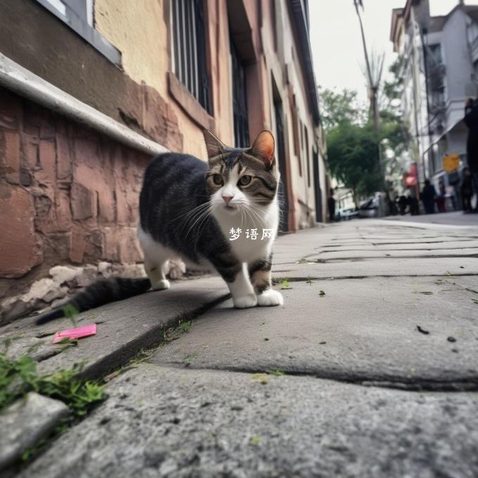 当你走在街上时你听到了一只猫的叫声你知道这只猫现在在哪里吗?