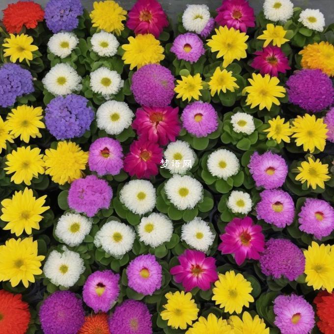 现在有哪些常见的花卉品种适合放在花盆中生长?