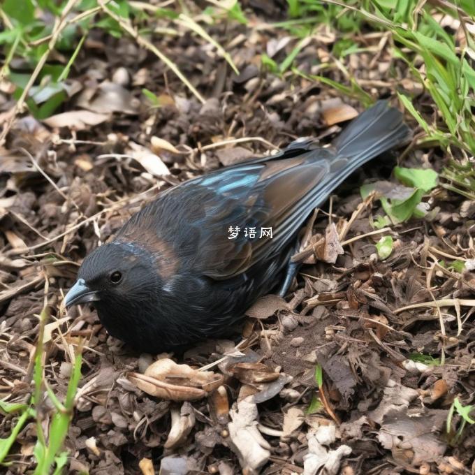 你在公园散步时发现一只死鸟落在地上你是否会停下来帮助它或把它扔到一旁的草地上去?