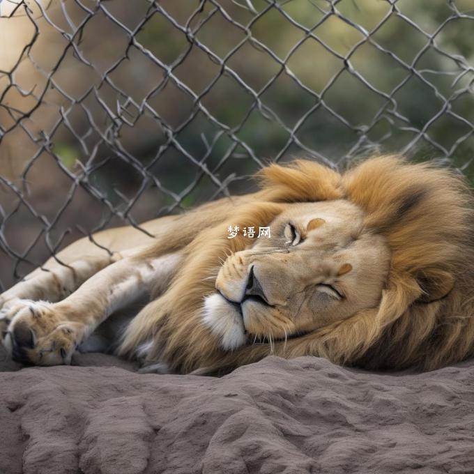 狮子睡觉过程中有什么样的动作?