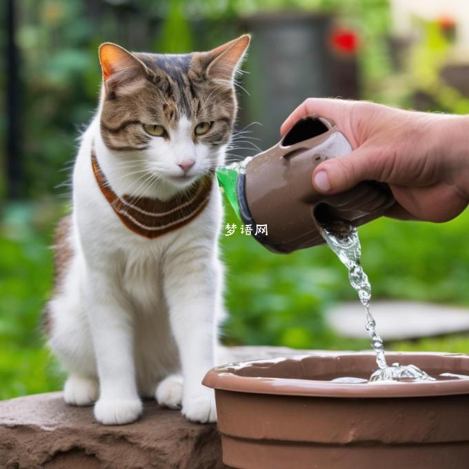 为什么猫喜欢在夏天打水?