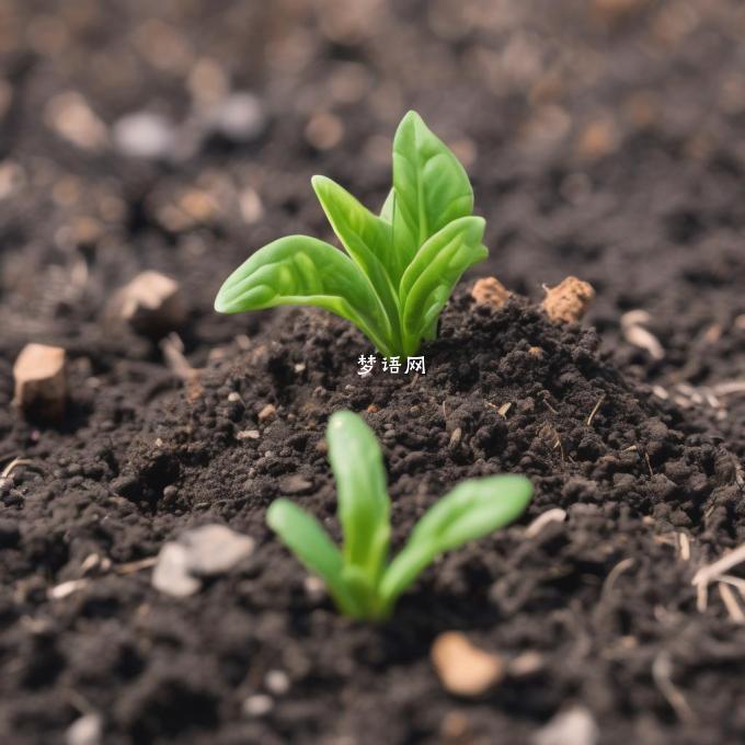 春天的土壤肥力如何影响植物生长?