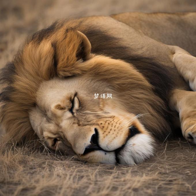 狮子睡觉时会遇到哪些挑战?